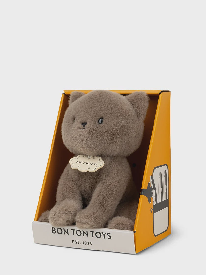 Freddy the British Shorthair Teddy