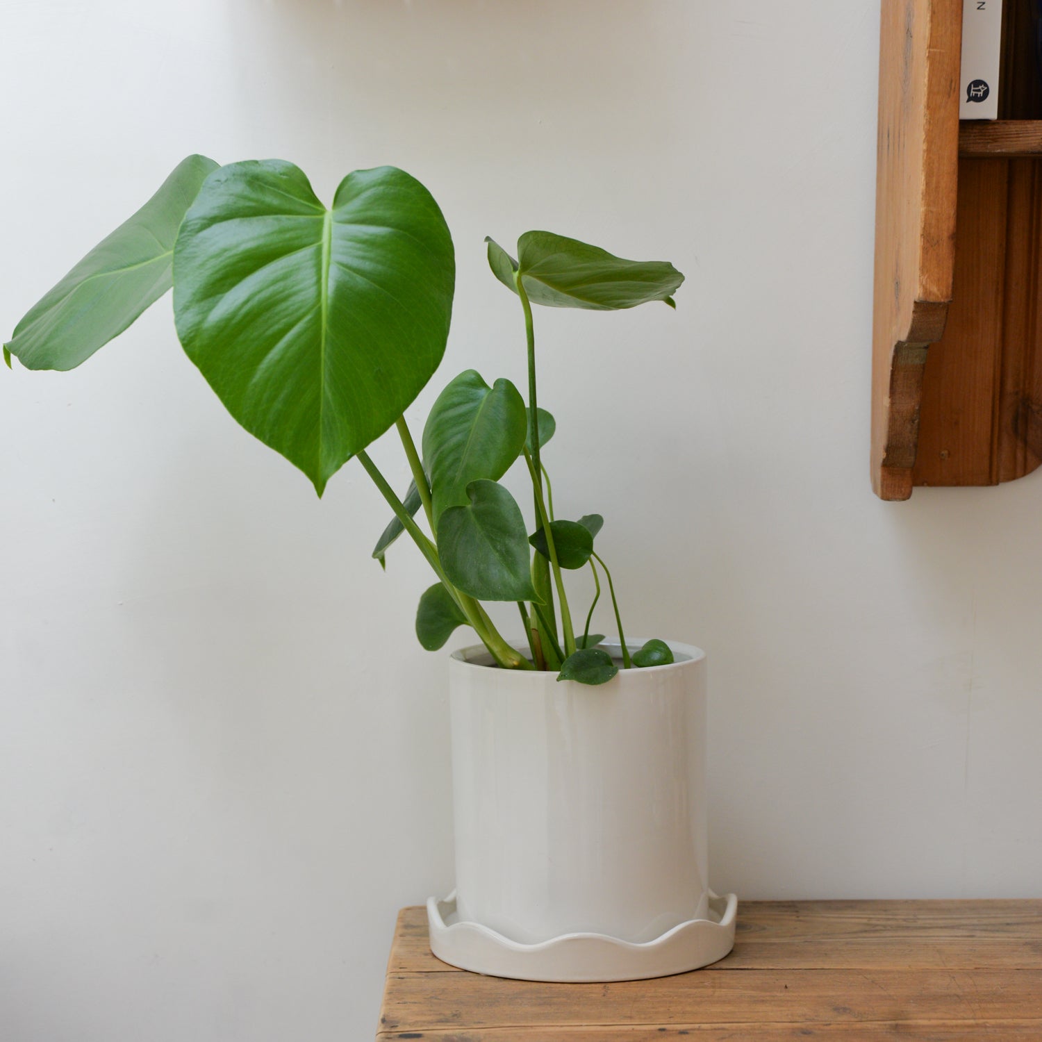 Plant Pot With Scalloped Saucer / Colours